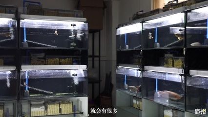 中国最贵的红龙鱼多少钱：中国最大的龙鱼批发市场