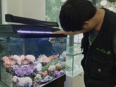 龙鱼缸放珊瑚骨对水质的影响：鱼缸放珊瑚骨对水质的影响 龙鱼百科 第1张