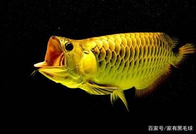 红龙鱼灯光暗还是亮好：红龙鱼的灯光使用应根据鱼的成长阶段来选择适当的灯光使用 龙鱼百科 第2张