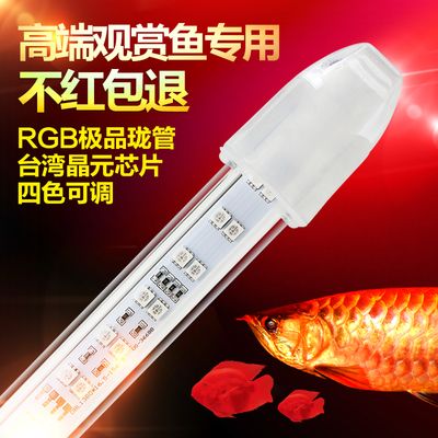 金龙鱼可以用led灯吗：金龙鱼可以使用led灯吗 龙鱼百科 第2张