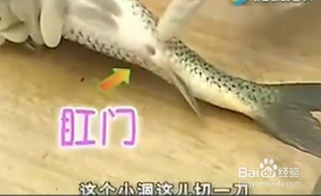 水龙鱼怎么处理内脏：水龙鱼怎么去内脏 龙鱼百科 第2张
