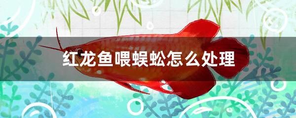 红龙鱼食量不大怎么办：红龙鱼的食量不大怎么办 龙鱼百科 第2张