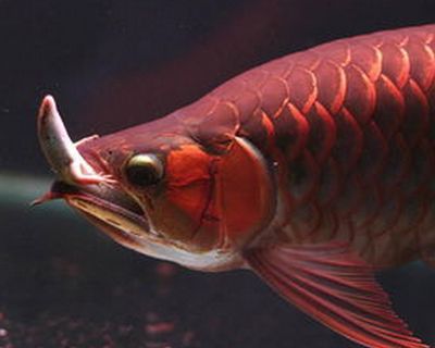 红龙鱼食量不大怎么办：红龙鱼的食量不大怎么办 龙鱼百科 第1张