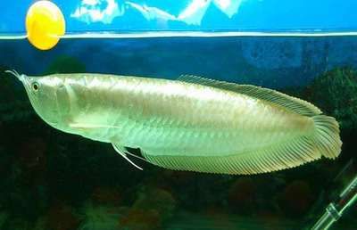 银龙鱼常见病治疗方法：银龙鱼在饲养过程中可能会遇到各种疾病问题及其治疗 龙鱼百科 第3张