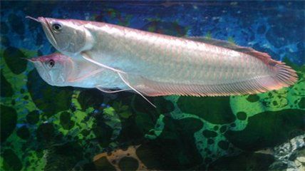 银龙鱼常见病治疗方法：银龙鱼在饲养过程中可能会遇到各种疾病问题及其治疗 龙鱼百科 第2张