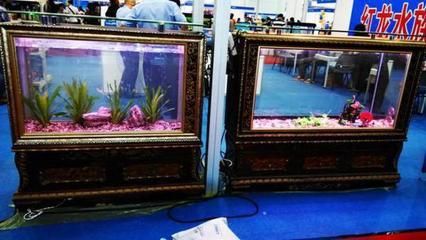 2024上海水族展会祥龙鱼场：2024年上海国际水族展会祥龙鱼场2024年上海国际水展 龙鱼百科 第1张