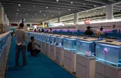 2024上海水族展会祥龙鱼场：2024年上海国际水族展会祥龙鱼场2024年上海国际水展 龙鱼百科 第3张
