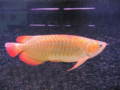 金龙鱼最大多大能繁殖：金龙鱼的繁殖年龄 龙鱼百科 第2张