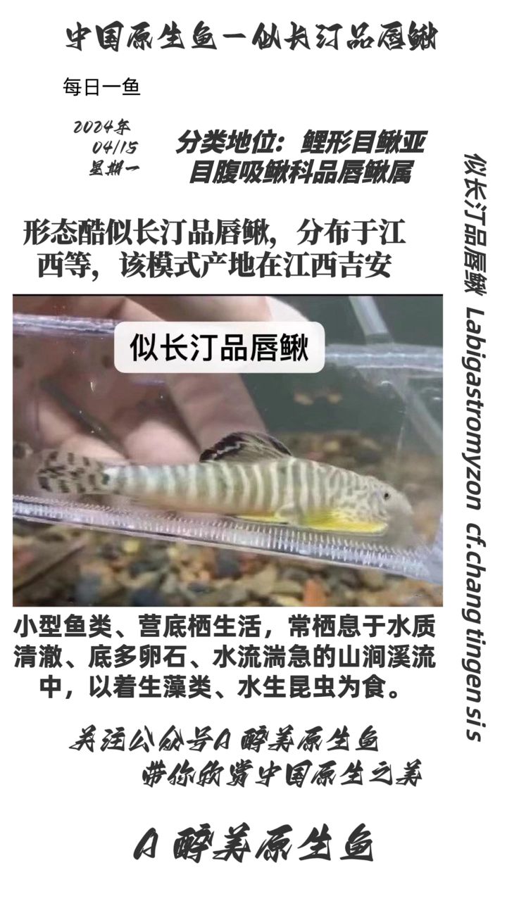 似长汀品唇鳅：分布在江西地区分布在江西地区 观赏鱼论坛