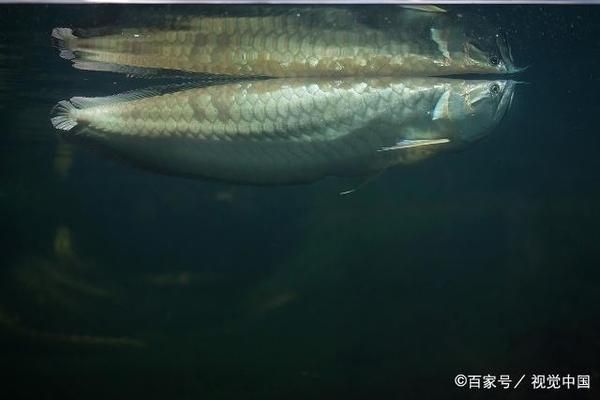 小龙鱼喂食怕人吃吗：小龙鱼喂食怕人吃吗， 龙鱼百科 第2张