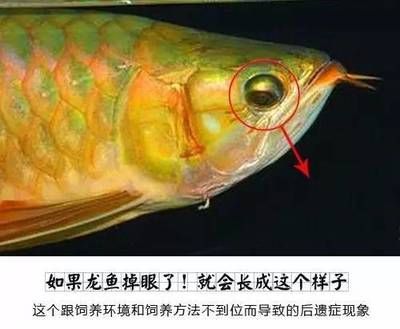 怎么让龙鱼不掉眼睛：如何判断龙鱼掉眼 龙鱼百科