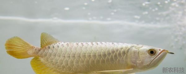 白色金龙鱼吃什么食物：白色金龙鱼可以喂食以下几种食物