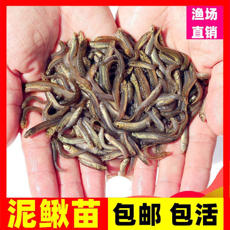 龙鱼吃什么饵料：龙鱼吃什么饵料， 龙鱼百科 第2张