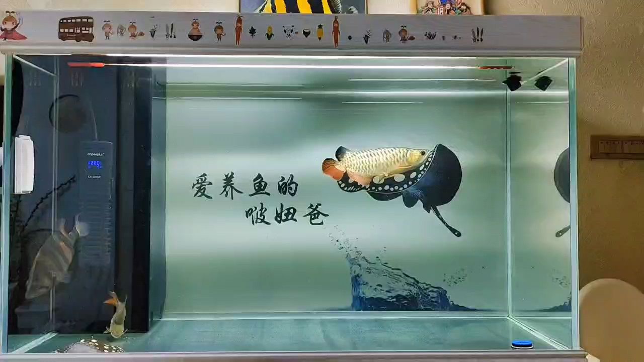 龙虎魟：龙虎[需手动填充]，_阿银 观赏鱼论坛