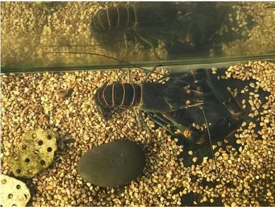 澳洲淡水龙虾鱼缸养殖：澳洲淡水龙虾养殖技巧