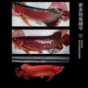 观赏鱼红龙价格：红龙观赏鱼红龙观赏鱼红龙鱼价格多少钱一条红龙鱼
