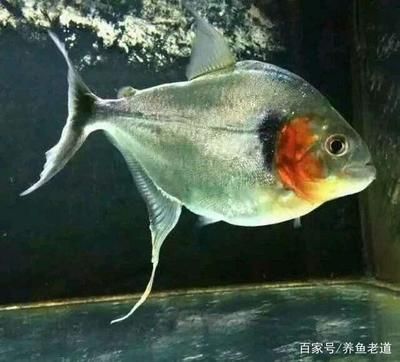 龙鱼新入缸害怕水吗：龙鱼新入缸害怕水吗龙鱼新入缸时需要注意的事项