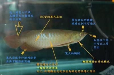 龙鱼侧线孔突出：龙鱼侧线孔突出可能是由于多种因素引起的 龙鱼百科 第1张