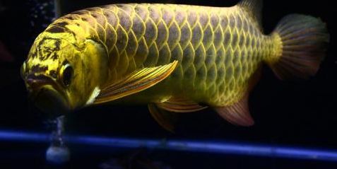 金黄色龙鱼是什么品种的鱼：关于金黄色龙鱼的一些详细信息 龙鱼百科 第2张