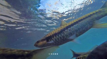 金黄色龙鱼是什么品种的鱼：关于金黄色龙鱼的一些详细信息 龙鱼百科 第3张