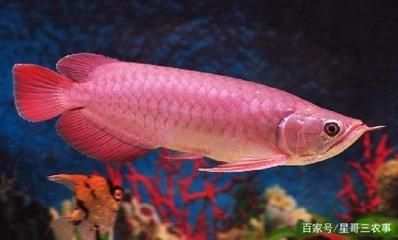 红龙鱼生长速度快表现什么：红龙鱼生长速度快的表现 龙鱼百科 第1张