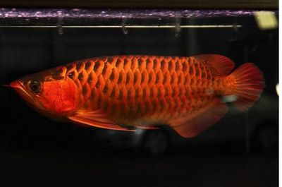 红龙鱼生长速度快表现什么：红龙鱼生长速度快的表现 龙鱼百科 第3张