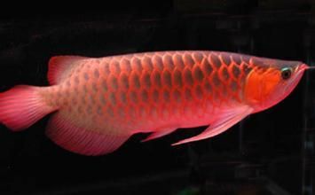 红龙鱼生长速度快表现什么：红龙鱼生长速度快的表现 龙鱼百科 第2张