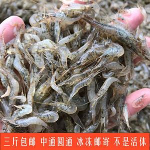 金龙鱼吃虾吗怎么吃的：关于金龙鱼吃虾的一些详细信息 龙鱼百科 第3张