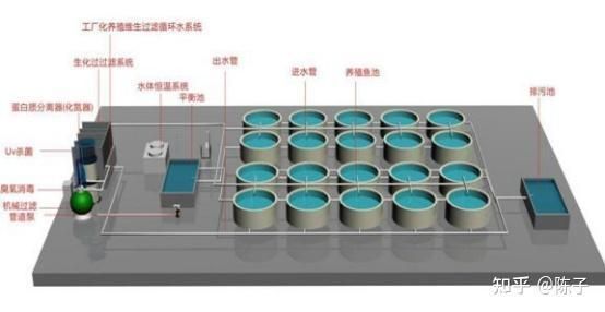 红龙鱼幼苗用臭氧：红龙鱼幼苗用臭氧对红龙鱼幼苗的影响是复杂的吗 龙鱼百科 第1张