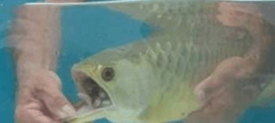 金龙鱼嘴巴一张一张的是什么：为什么金龙鱼嘴巴一张一合？ 龙鱼百科 第1张