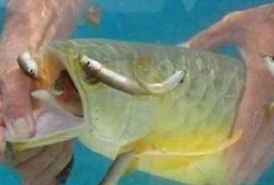 金龙鱼嘴巴一张一张的是什么：为什么金龙鱼嘴巴一张一合？ 龙鱼百科 第2张