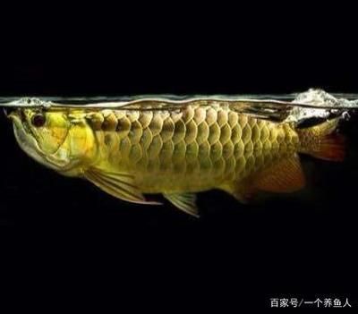 一条龙鱼活几年了能长多大：龙鱼的寿命可以根据其种类和饲养环境不同而有所差异 龙鱼百科 第2张