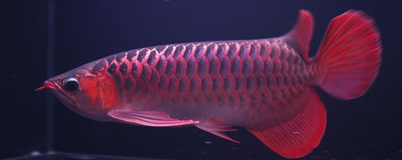 红金龙鱼要怎么养才会红：红金龙鱼怎么养才会红 龙鱼百科 第1张