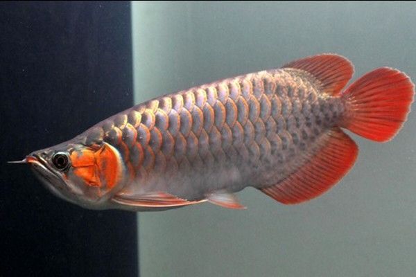 红金龙鱼要怎么养才会红：红金龙鱼怎么养才会红 龙鱼百科 第2张