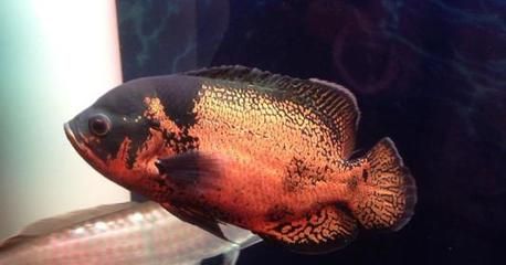 龙鱼粪便颜色：龙鱼的粪便颜色可以反映出健康状况和消化情况和消化情况 龙鱼百科