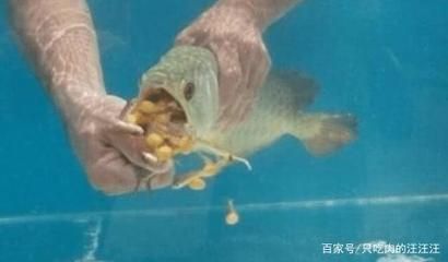 金龙鱼换水多久可以喂食：金龙鱼换水后喂食的时间