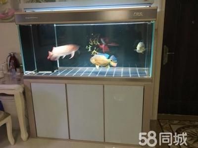 红龙鱼要多大的鱼缸：关于红龙鱼所需鱼缸尺寸的详细信息 龙鱼百科 第3张