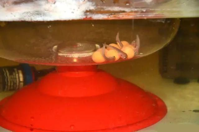 1米鱼缸养金龙鱼：1米的鱼缸可以饲养金龙鱼吗？ 龙鱼百科 第2张