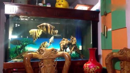 高背金龙鱼怎么上金质鱼缸：如何让高背金龙鱼适应金质鱼缸
