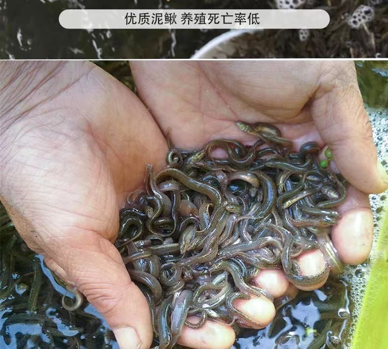 龙鱼喂泥鳅好处和坏处：喂食泥鳅对龙鱼有一定的益处吗？