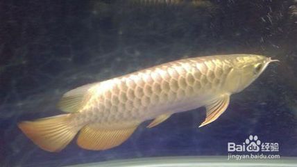 金龙鱼一个月长几厘米：金龙鱼一个月可以增长1-2厘米左右，一年可以增长30厘米 龙鱼百科 第3张