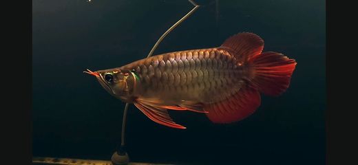 红龙鱼比赛视频播放：印尼红龙总冠军比赛视频 龙鱼百科 第3张
