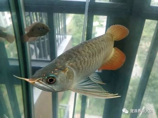 红龙鱼鳞片上有小洞是什么：红龙鱼鳞片上有小洞是什么原因 龙鱼百科