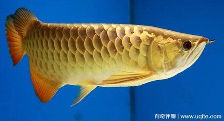 最大的金龙鱼多少钱：一条1.5公斤的金龙鱼可以卖到18万元 龙鱼百科 第3张