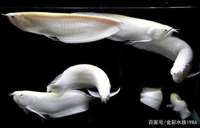 白色龙鱼漂亮吗：白色龙鱼价格315000元一尾，白色龙鱼价值315000元一尾 龙鱼百科 第3张