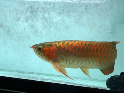 红龙鱼几年开始发色：红龙鱼的发色时间通常在它们的体长达到一定时开始 龙鱼百科 第3张