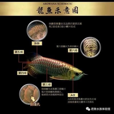 金龙鱼怎么分好坏品种：如何区分金龙鱼的不同品种和品种 龙鱼百科 第2张