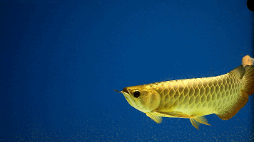 龙鱼用什么背景好：金龙鱼背景的选择对于鱼的生长和外观有着重要的影响 龙鱼百科