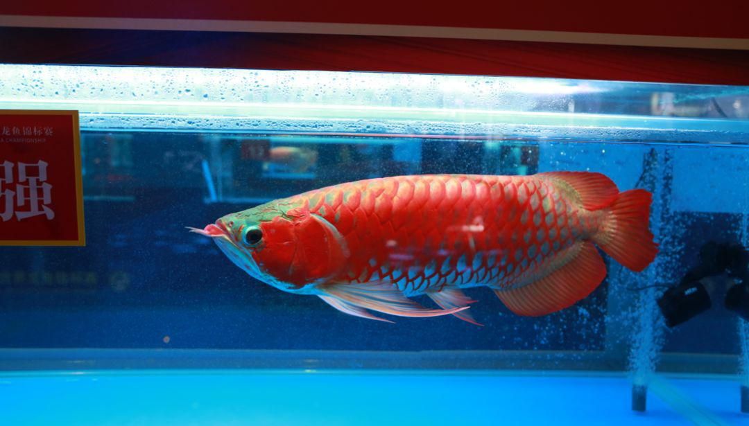 天价红龙鱼500万：新加坡国际鱼展红龙鱼市场价格红龙鱼价格多少钱一条 龙鱼百科 第1张