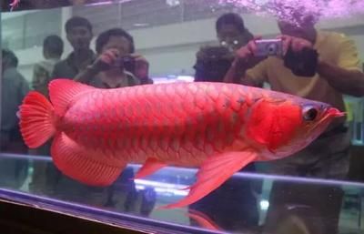 天价红龙鱼500万：新加坡国际鱼展红龙鱼市场价格红龙鱼价格多少钱一条 龙鱼百科 第2张